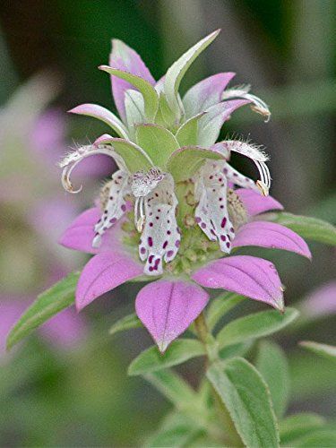 horsemint 51FMJPJ-wBL.jpg